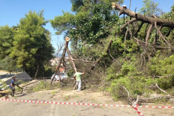 Πτώση δέντρου στον (παλ.) Άγιο Χριστόφορο