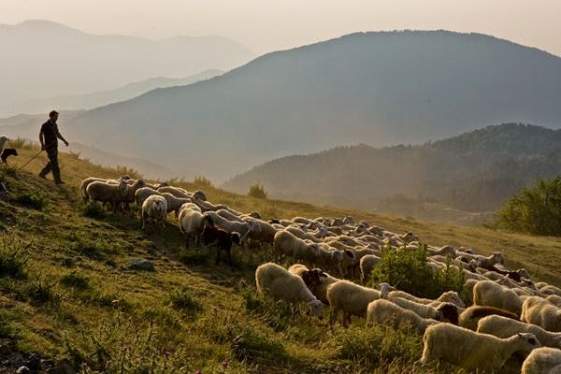 Ζημιά έως 25% στο εισόδημα των κτηνοτρόφων του νομού