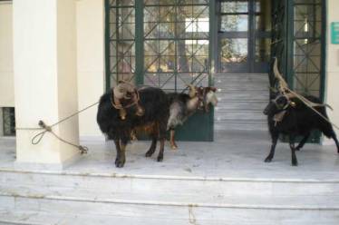 Εδεσαν τράγους στην Περιφέρεια