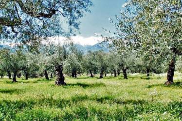 «Η βιολογική καλλιέργεια είναι για εμάς τρόπος ζωής»