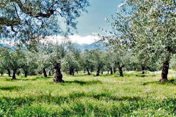 «Η βιολογική καλλιέργεια είναι για εμάς τρόπος ζωής»