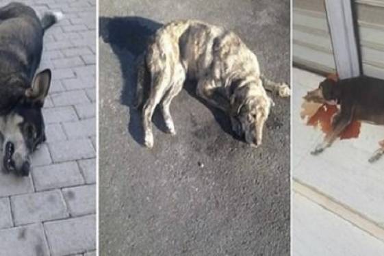 Η φιλοζωία δεν είναι περιττή