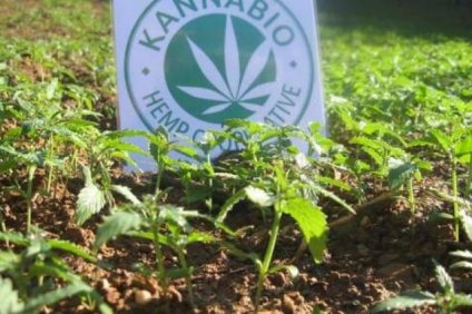 ΚΛΩΣΤΙΚΗ ΚΑΝΝΑΒΗ ΚΑΛΛΙΕΡΓΕΙΑ Η καλλιέργεια κλωστικής κάνναβης στην Ελλάδα είναι…