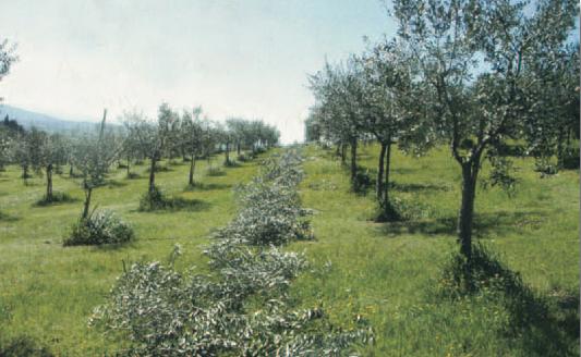 Ενημερωτική εκδήλωση για τα προβλήματα της ελαιοκαλλιέργειας