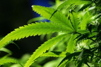 Νόμιμη τείνει να γίνει η χρήση του χόρτου για ιατρικούς…