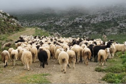 Για Πάσχα χωρίς ελληνικά αμνοερίφια προειδοποιούν οι Έλληνες κτηνοτρόφοι