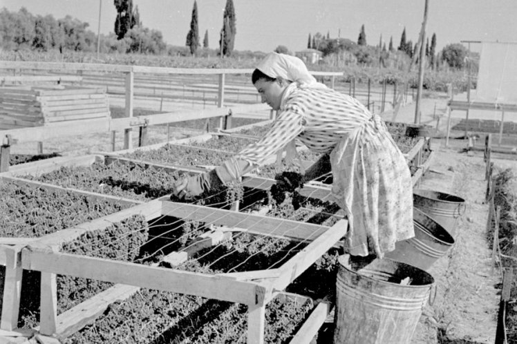 Αντικρίζοντας την σταφιδική κρίση του 1893-1905