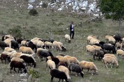 Τρίκαλα: Απαλλαγή από δημοτικά τέλη για κτηνοτρόφους