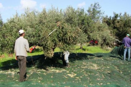 Στα δίχτυα των εισφορών υπέρ ΕΦΚΑ ακόμα και λίγες ρίζες…