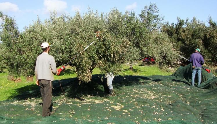 Στα δίχτυα των εισφορών υπέρ ΕΦΚΑ ακόμα και λίγες ρίζες ελιές!