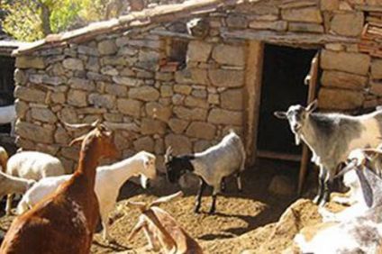 Η Διεύθυνση Κτηνιατρικής ενημερώνει για τη «Βιολογική Κτηνοτροφία»