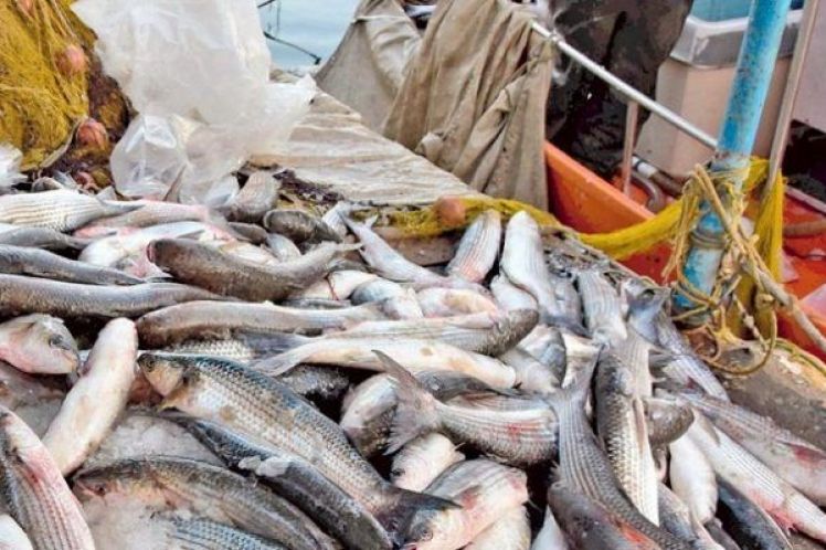 Τελειώσανε και την ελληνική αλιεία: Η Ελλάδα εισάγει το 66% των ψαριών που καταναλώνει