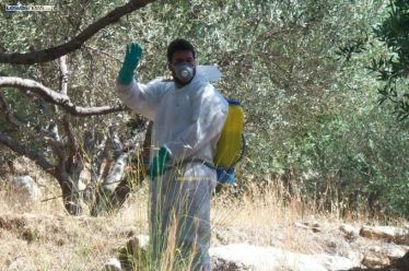 Ξεκινά την Τετάρτη ο ψεκασμός Δακοκτονίας σε Πάτρα και Αιγιάλεια