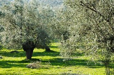 Θετική η συνάντηση ελαιοπαραγωγών της Χαλκιδικής με εμπόρους, υψηλότερη σε…