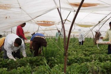 Σημαντική εκμετάλλευση των μεταναστών που απασχολούνται εποχικά στον αγροτικό τομέα