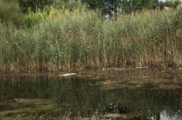 Αμπάρια | Μια χωματερή στην άκρη της λίμνης