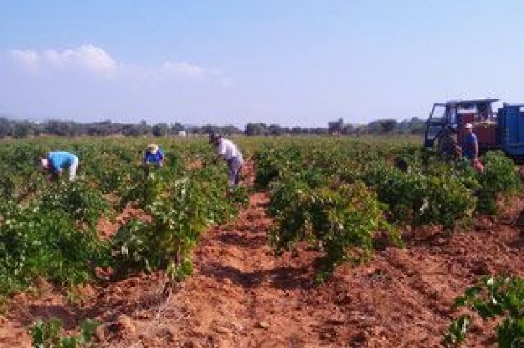 Λόγω καιρικών συνθηκών δύο διαφορετικές εικόνες εμφανίζει φέτος ο τρύγος οινοποιήσιμων σταφυλιών στην χώρα μας, αναμένονται καλές τιμές