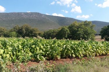 Οι πληρωμές των καπνοπαραγωγών της Μακρυνείας