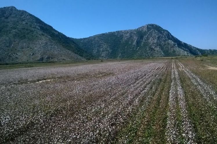 Βαρεμένος: Χωράφια σε νέους αγρότες