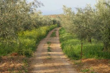 Απαραίτητες οι εργασίες καθαρισμού δένδρων σε αγροτικούς δρόμους