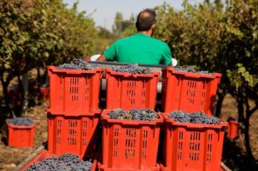 Δηλώσεις Συγκομιδής από τους υπόχρεους αμπελουργούς