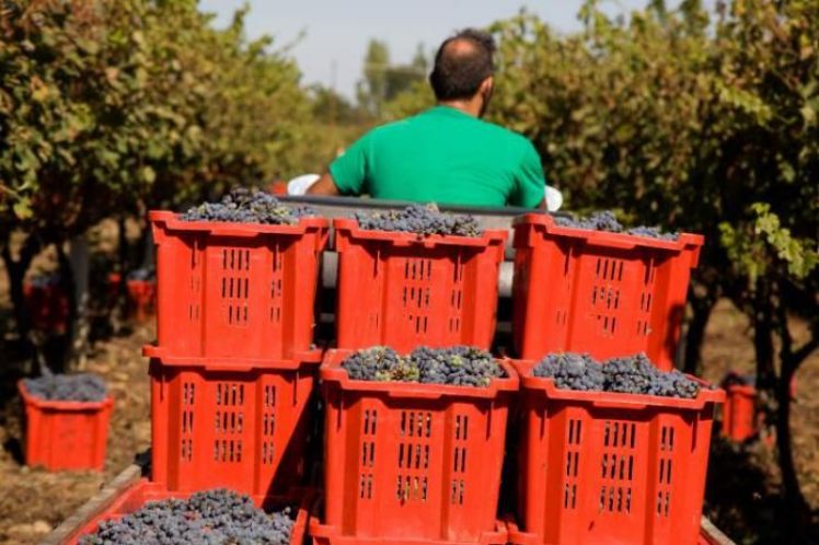 Δηλώσεις Συγκομιδής από τους υπόχρεους αμπελουργούς