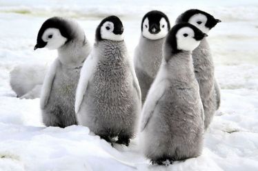 Ανταρκτική: Πεθαίνουν από την πείνα χιλιάδες νεοσσοί πιγκουίνοι