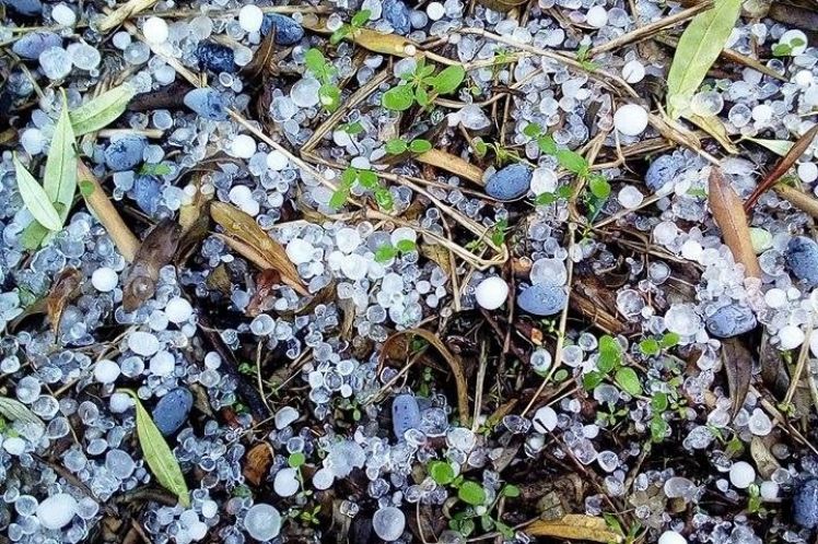 Δηλώσεις ζημιών στην παραγωγή από τα έντονα καιρικά φαινόμενα