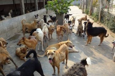 Πρ. Στρ. Κόδρα: Κόλαση για τους επισκέπτες, κολαστήριο για τα…