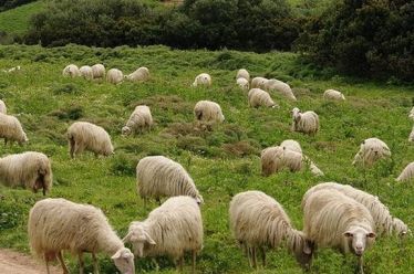 Πως συνδέονται τα πρόβατα με τη σκλήρυνση κατά πλάκας