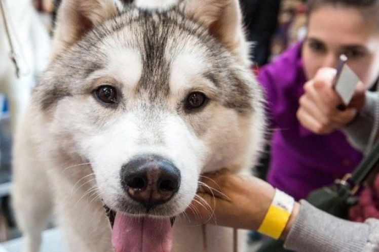 Επιστήμονες δημιουργούν συσκευή με την οσφρητική ικανότητα σκύλου σε περίπτωση σεισμού