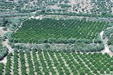 Κομισιόν: Μέσω δορυφόρων θα ελέγχονται οι αγρότες για να λάβουν…