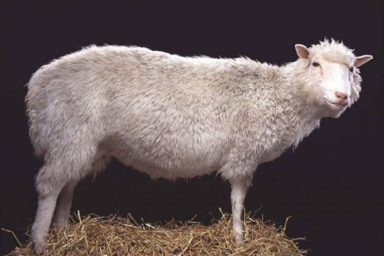 Μια μέρα σαν κι αυτή στην ιστορία της Επιστήμης: Dolly, το πρόβατο-σύμβολο μιας επιστημονικής επανάστασης