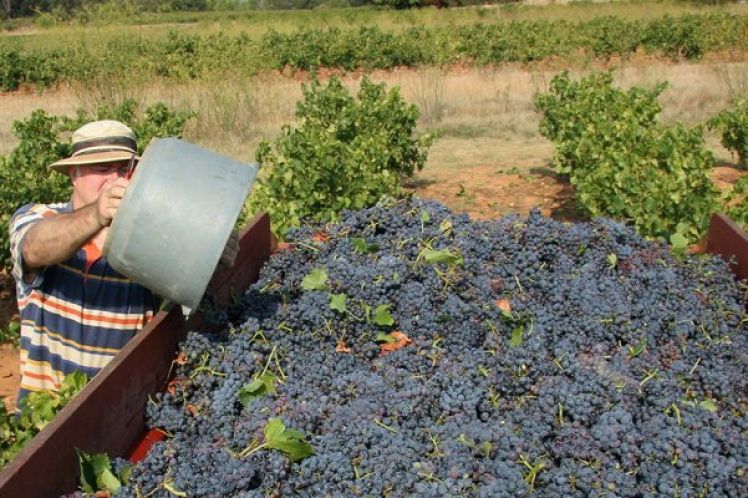 Χαμηλές τιμές και έλλειψη εργατών γης καταγγέλλουν οι αμπελουργοί της Ισπανίας