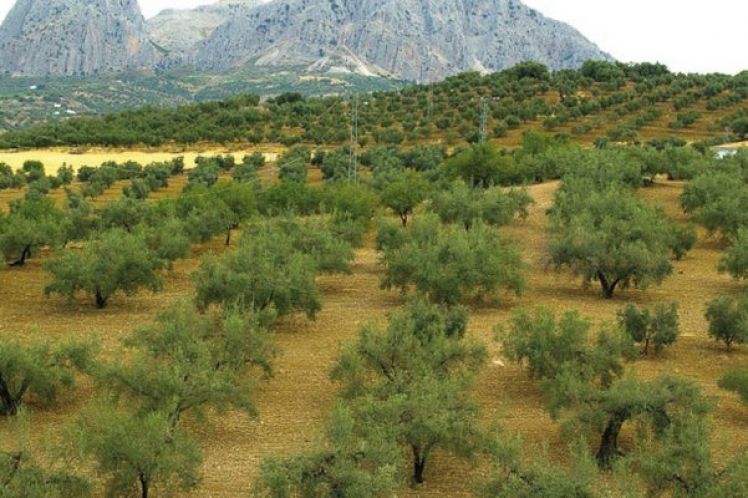 Μαρόκο: Μια ανερχόμενη δύναμη στην παραγωγή ελαιολάδου και επιτραπέζιων ελιών