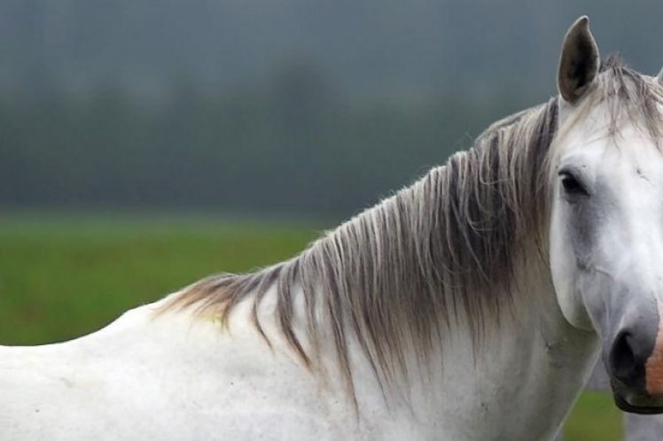 Το άλογο και η γκρι απόχρωση