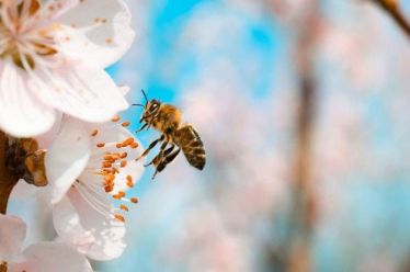 Ευρωβουλή: Σώστε τις μέλισσες!