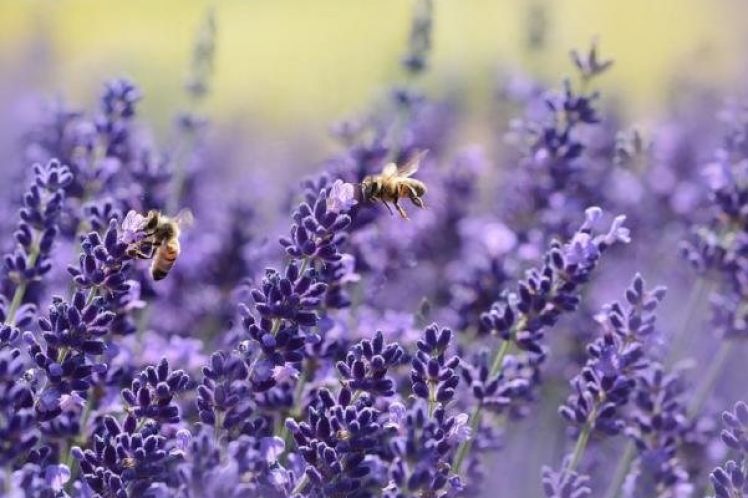 Η κλιματική αλλαγή «χτύπησε» και τις μέλισσες
