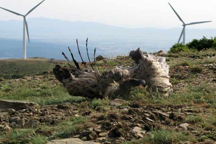 Όλα όσα θέλατε να μάθετε για τα «Αιολικά Πάρκα» στις προστατευόμενες περιοχές NATURA 2000 και δεν ξέρατε τι να ρωτήσετε