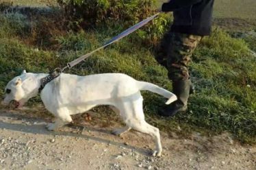 Συνελήφθη 45χρονος που νοίκιαζε τον σκύλο του για βόλτες σε…