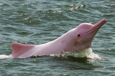 Έφυγαν οι τουρίστες, βγήκαν τα… ροζ δελφίνια