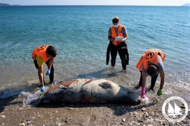 Εφτά Νεκρές Μεσογειακές Φώκιες Εντοπίστηκαν στο Αιγαίο τις Μέρες των…