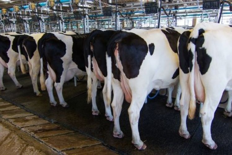 Αγελαδινό γάλα: Σταθερότητα σήμερα, μετά την κατρακύλα που άρχισε το 2015