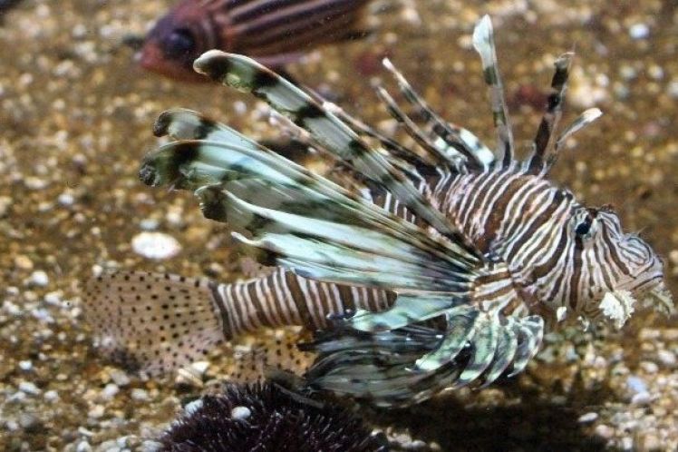 Στην Ευρώπη θα «εισβάλουν» 2.500 νέα ξενικά είδη έως το 2050