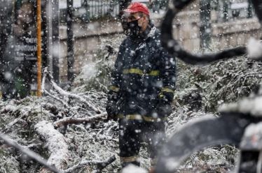 Τα δέντρα, ο Βορίδης, ο Χρυσοχοΐδης
