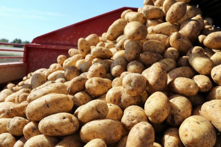 Λίγες ποσότητες πατάτας στην Πελοπόννησο, τιμές από 30 μέχρι 40 λεπτά το κιλό