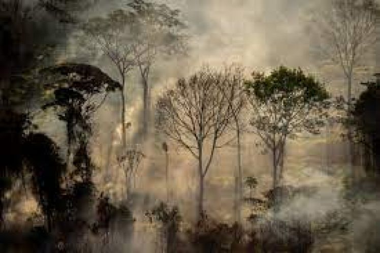 Κλίμα: Το δάσος του Αμαζονίου εκπέμπει περισσότερο CO2 από ό,τι απορροφά