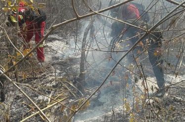 Πυρκαγιές απανθράκωσαν 36 εκατ. στρ. δάσους, βοσκοτόπων και καλλιεργειών στη…