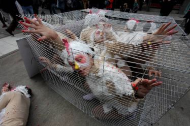 Το μαρτύριο ενός πουλερικού πριν την κατανάλωσή του