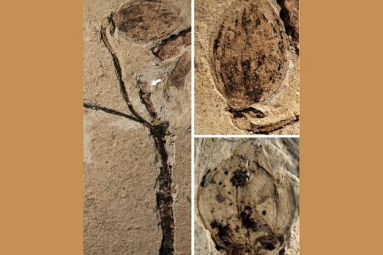 Ανακαλύφθηκε στην Κίνα το αρχαιότερο στον κόσμο απολιθωμένο μπουμπούκι λουλουδιού
